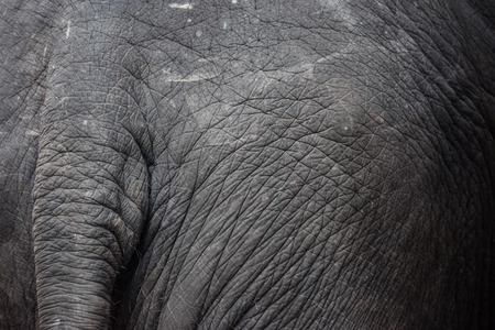 Asia Elephants, Elephantsの写真素材