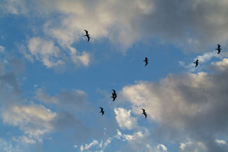 Birds in the skyの写真素材