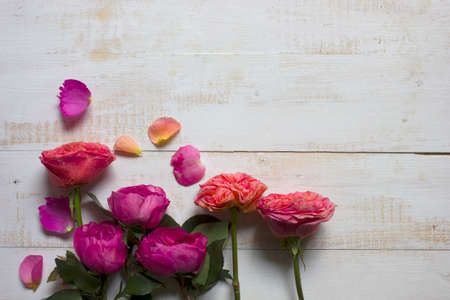 Peony-roses on white wooden backgroundの写真素材