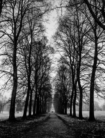 Black & White Straight Treesの写真素材
