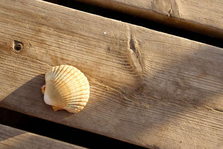 A seashell placed on a wooden dock in the early morning.の写真素材