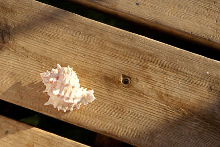 A seashell placed on a wooden dock in the early morning.の写真素材