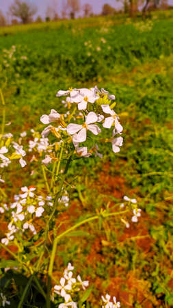 Flower poppy flowering on background poppies flowers. Nature.の写真素材