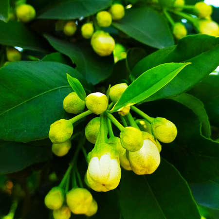 Flower poppy flowering on background poppies flowers. Nature.の写真素材