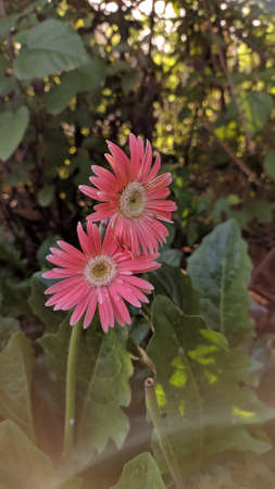 Stock Photo - Echinacea purpurea pink coneflower flower in bloom in spring. Crop of herbs. Medicinal plants concept. Floral background. 				                	animalの写真素材
