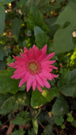 Stock Photo - Echinacea purpurea pink coneflower flower in bloom in spring. Crop of herbs. Medicinal plants concept. Floral background.の写真素材