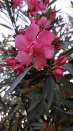 Double pink Oleander, popular cultivar. Blooming, evergreen, small hardy shrub with rose-pink showy flowers. Nerium splendens Oleander most poisonous garden plant. Apocynaceae family, Wrightieae tribeの写真素材