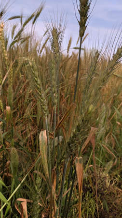 Stock Photo - Wheat field and blue sky with clouds