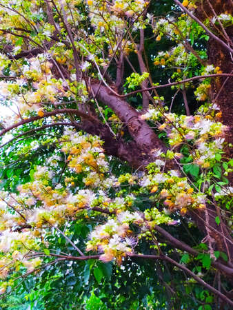 Stock Photo - Crateva religiosa flower