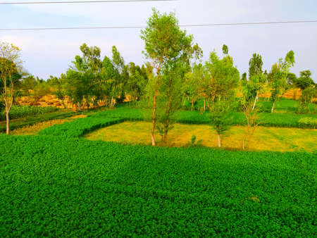 unpaved rough road leading to agricultural fields in rural area