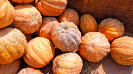 Pakistani Fresh Pumpkins in market form Pakistan punjab mandi bahauddin