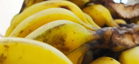 Fresh pakistani banana in market form Pakistan punjab mandi bahauddinの写真素材