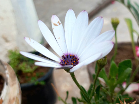 White daisy flower in the garden, closeup of photo.の素材