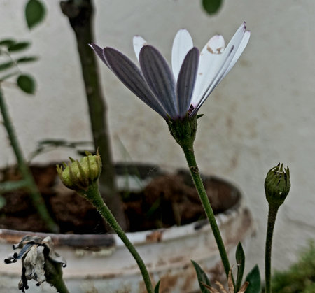 Close up of a white daisy flower in a flower pot.の素材