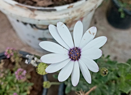 White osteospermum flower in the garden with selective focus.の素材