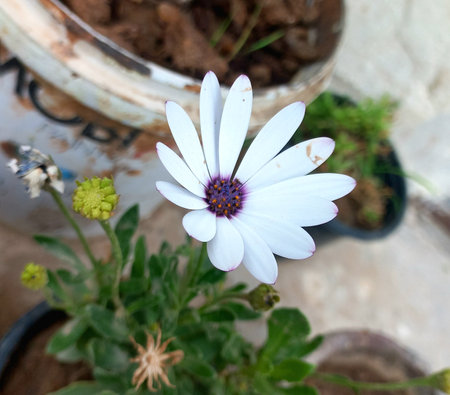beautiful white daisy flower in a pot, closeup of photoの素材