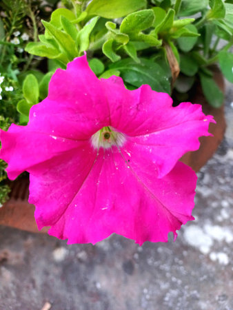Pink petunia flower in the garden. Close-up image.の写真素材
