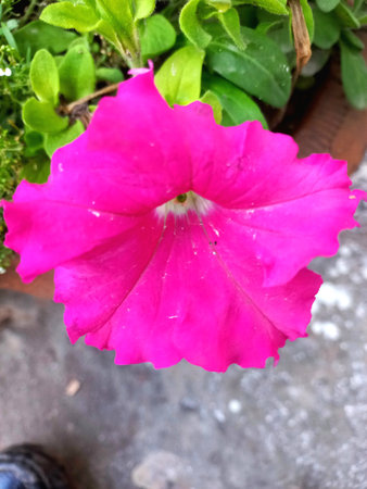 Pink petunia flower with green leaves in the garden, stock photoの写真素材