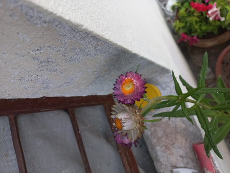 Bouquet of dried flowers on the balcony in the morning.の写真素材