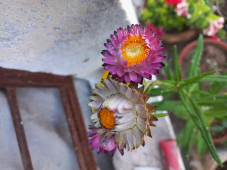 Straw flower in the garden, Thailand. (Helichrysum bracteatum)の写真素材