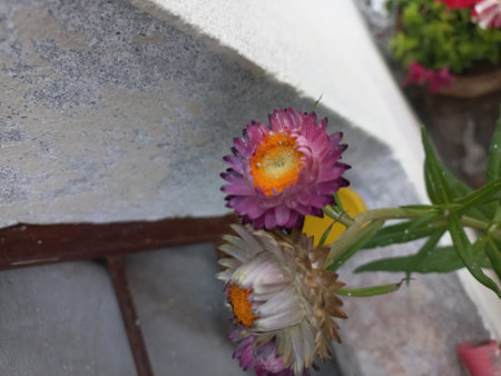 Straw flower in garden, Thailand. (Helichrysum bracteatum)の写真素材
