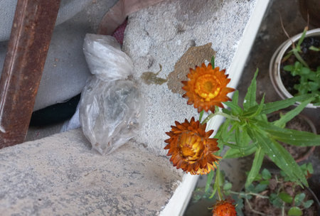 Bouquet of dried flowers in a plastic bag in the gardenの写真素材