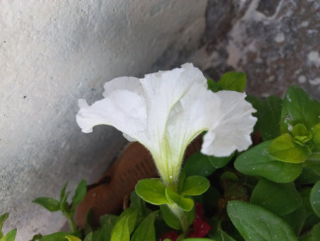 White petunia flower in the garden, closeup of photo.の写真素材