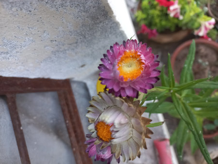 Straw flowers in the garden. (Helichrysum bracteatum)の写真素材