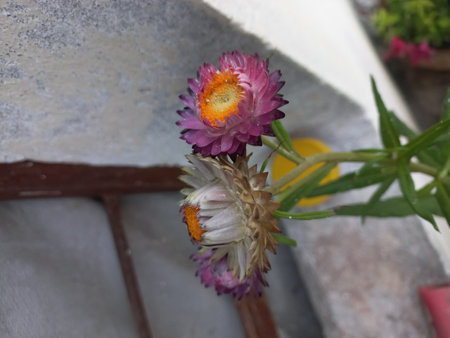 Straw flower in the garden. (Helichrysum bracteatum)の写真素材