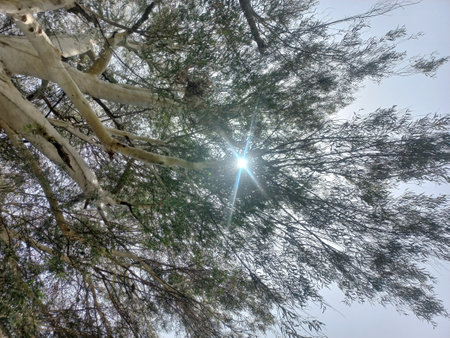 The sun shines through the branches of an eucalyptus treeの写真素材