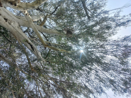 Sun shining through the branches of an eucalyptus treeの写真素材