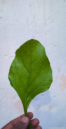 Green leaf on white wall background. Nature and ecology concept. Copy space.