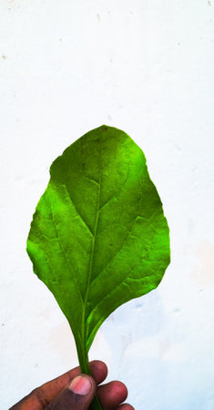 Green leaf on white wall background, Thailand. (selective focus)の写真素材