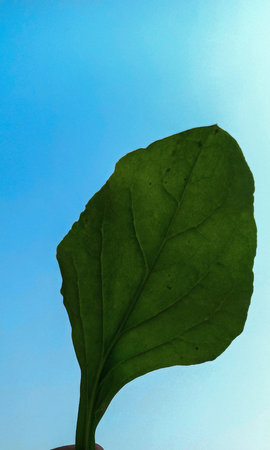 Green leaf on blue sky background, closeup of photo, nature