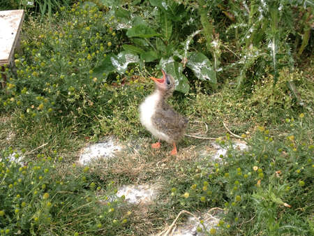 Baby turn waiting to be fed by mother on Farne Islandsの素材