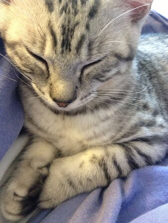 Sleeping kittenの素材