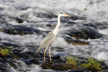 wild birdの写真素材