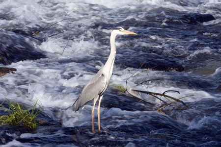 wild birdの写真素材