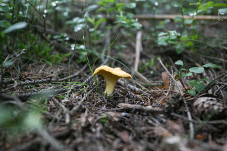 chanterelle in the forestの写真素材