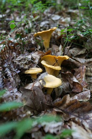 mushroom in the forestの写真素材