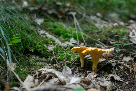 chanterelle in the forestの写真素材