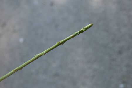 Searching for the first wild asparagus in Slovenia