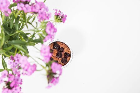 Sweet home baked cherry bisquit on the white backgroundの写真素材