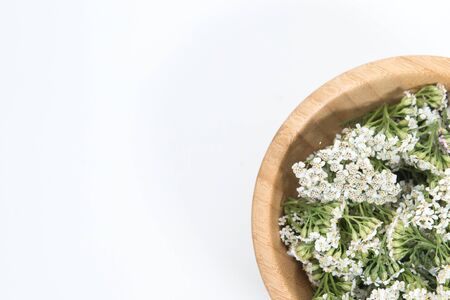 Fresh Yarrows flowers on the white background