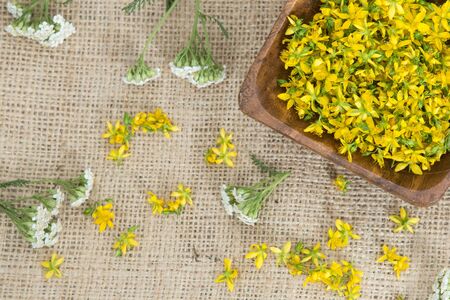 Perforate St John`s-wort is very rare and healthy plantの写真素材