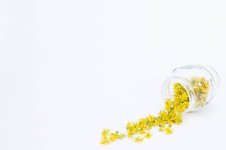 Perforate St John`s-wort is very rare and healthy plantの写真素材