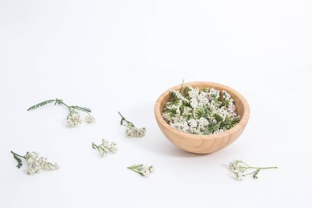 Fresh Yarrows flowers on the white backgroundの写真素材