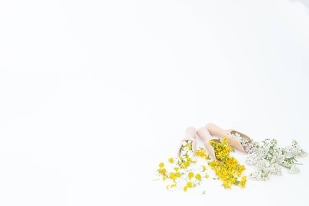 Perforate St John's-wort is very rare and healthy plantの写真素材