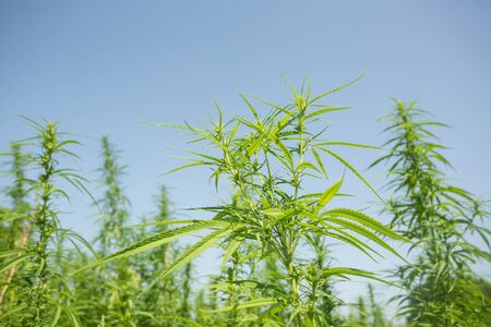 Sunny day on the industrial hemp fieldの写真素材