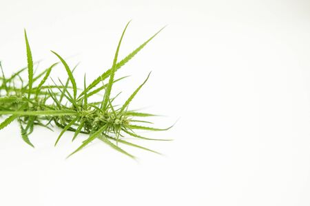 Shooting industrial hemp in studio: top of the plantの写真素材